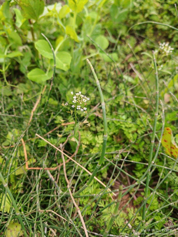 纳兰＿🎤V娱热点