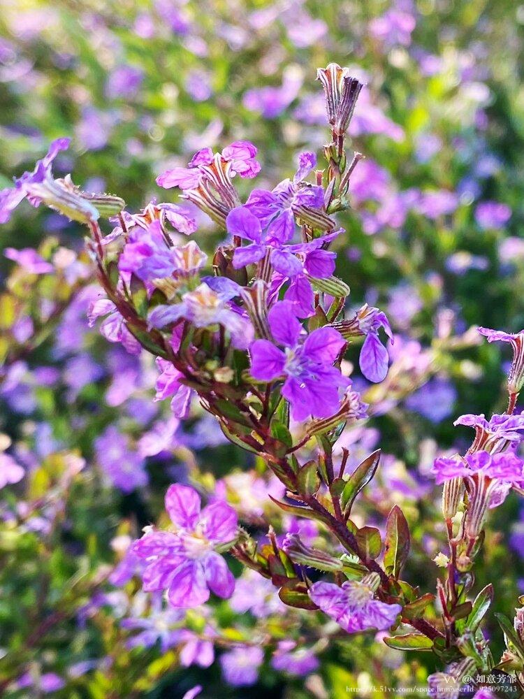 如意芳霏
