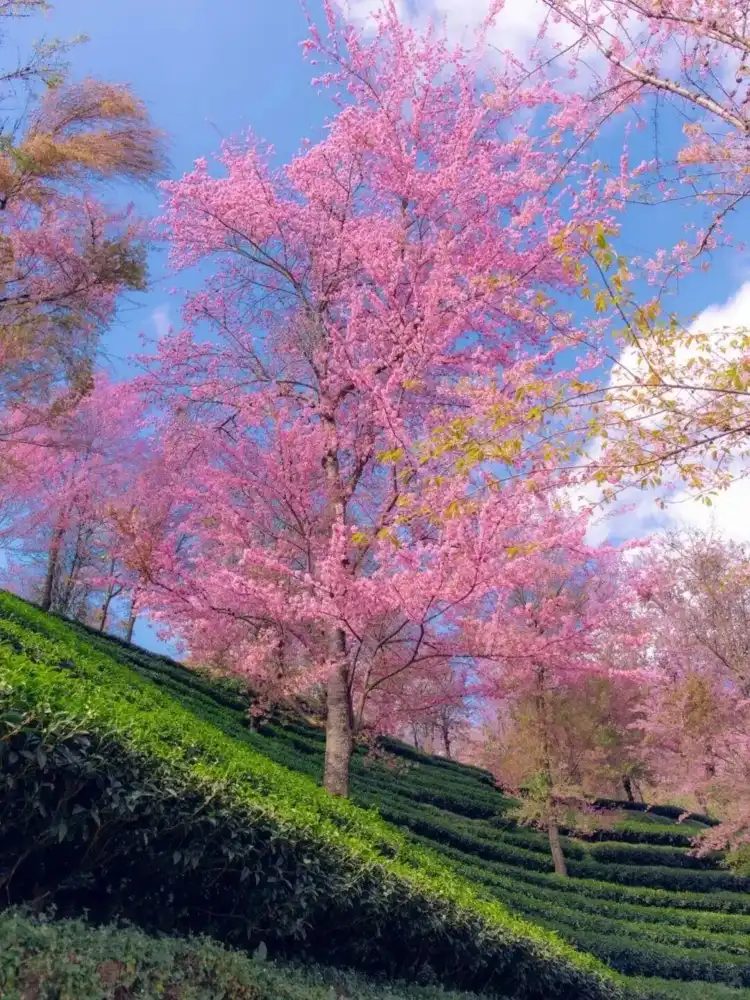 苏莯