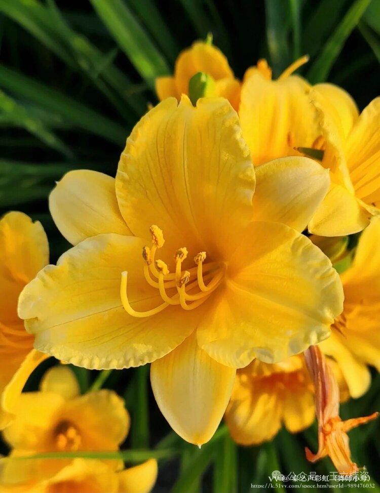 秦之声彩虹（舞师小号）