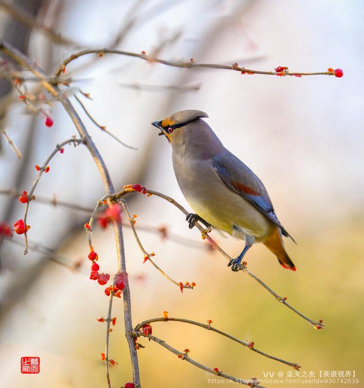 蓝天之友【美摄视界】