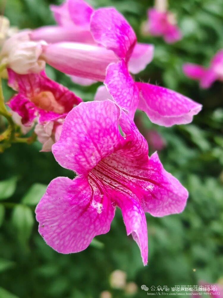 秦之声彩虹（舞师小号）