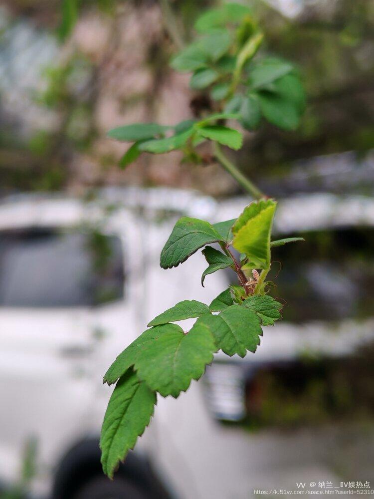 纳兰＿🎤V娱热点
