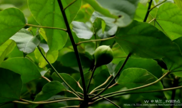 纳兰＿🎤V娱热点