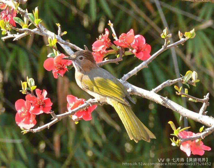 七月雨【美摄视界】 