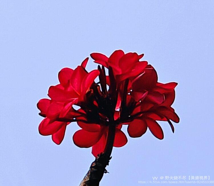 野火烧不尽【美摄视界】