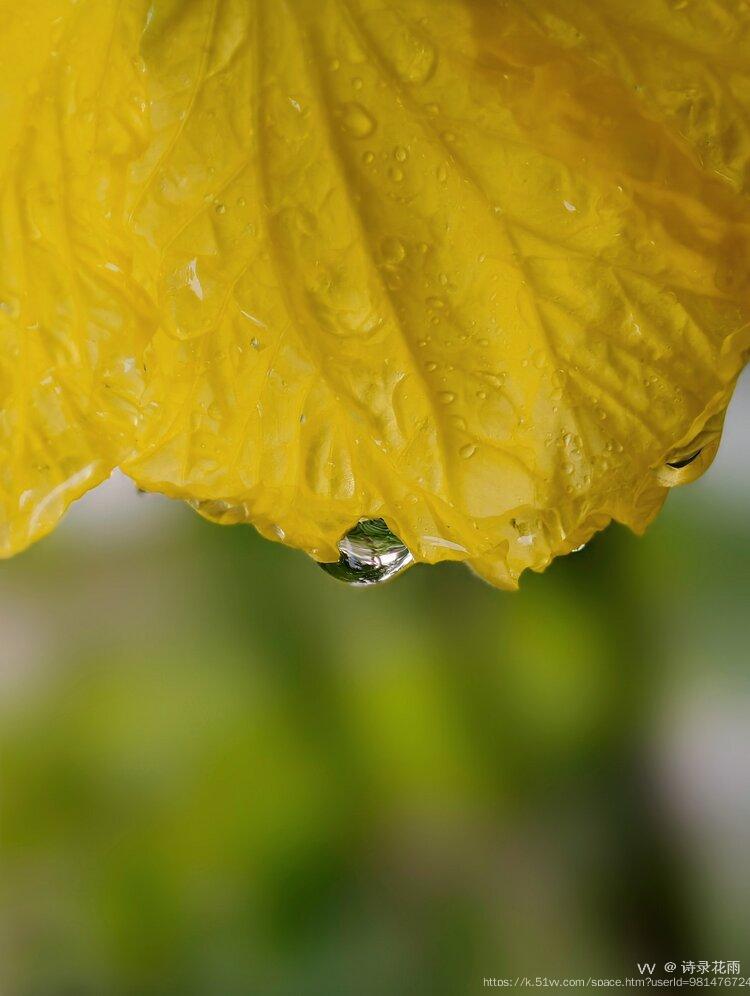 诗录花雨