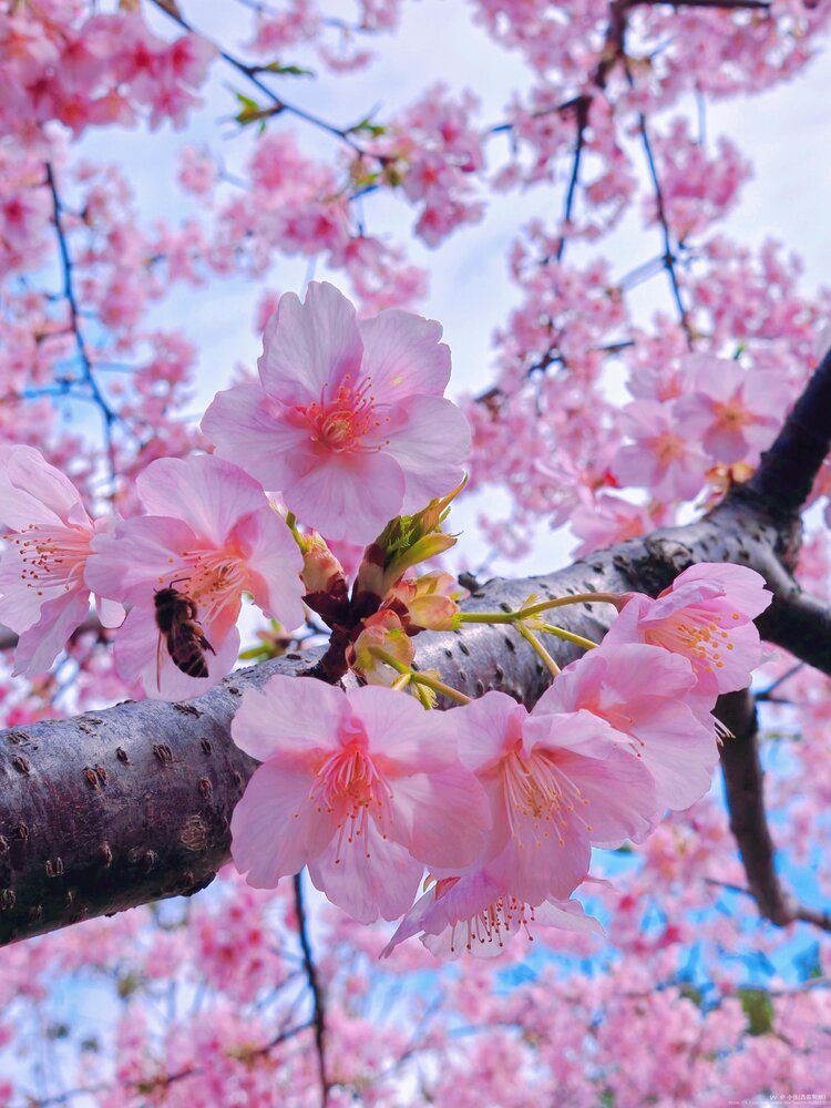 老书生【西窗剪烛】