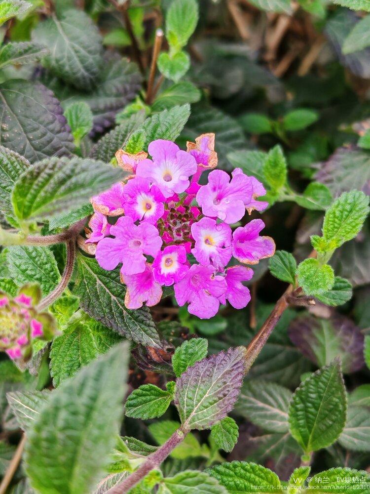 纳兰＿🎤V娱热点