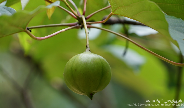 纳兰＿🎤V娱热点