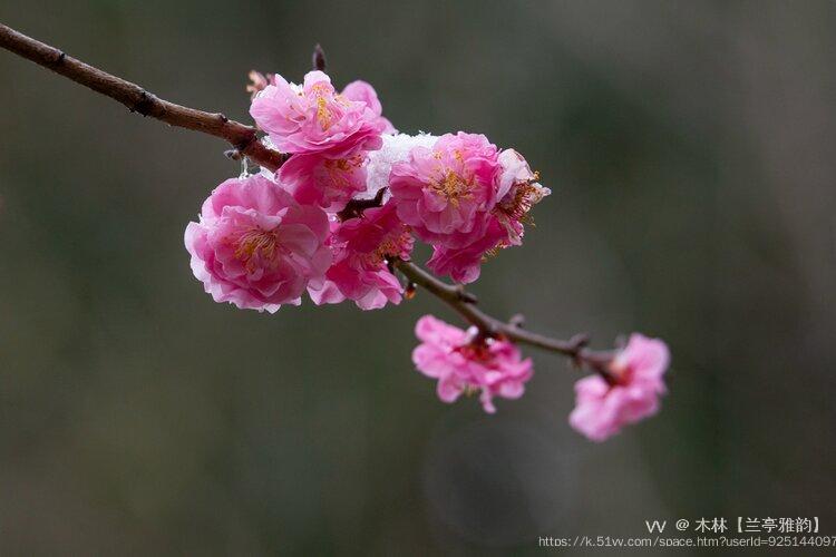 木林【兰亭雅韵】