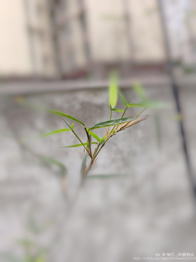 纳兰＿🎤V娱热点