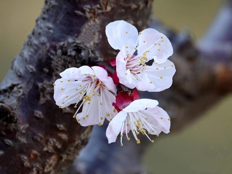 心静淡然【爱花家园】