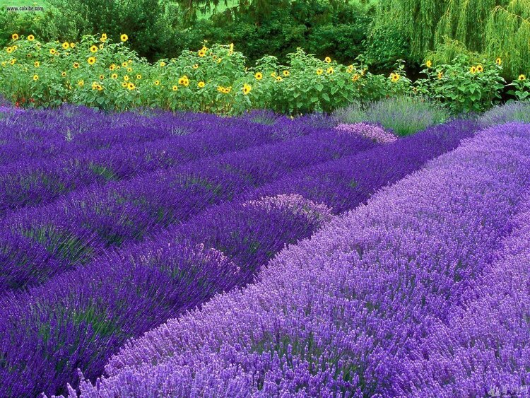 雪儿🎤V娱热点