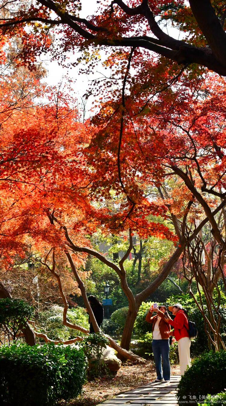 飞鱼【美摄视界】