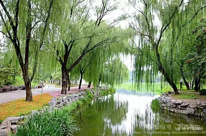 芦阳诗社