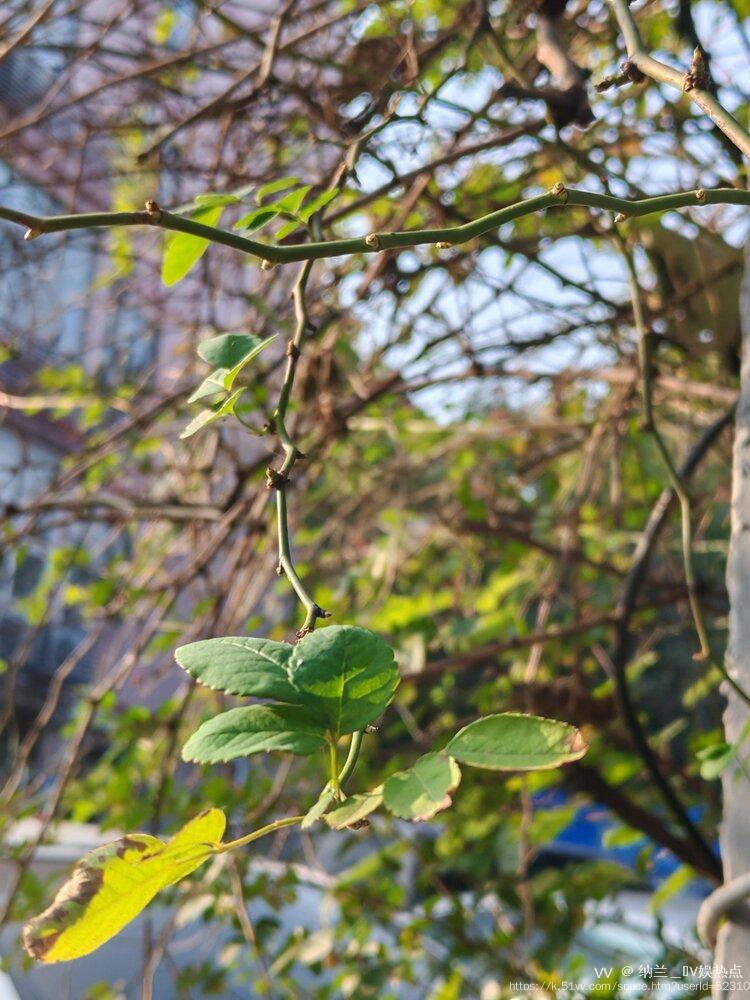 纳兰＿🎤V娱热点