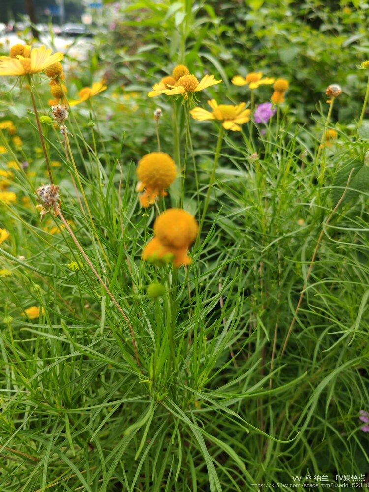 纳兰＿🎤V娱热点