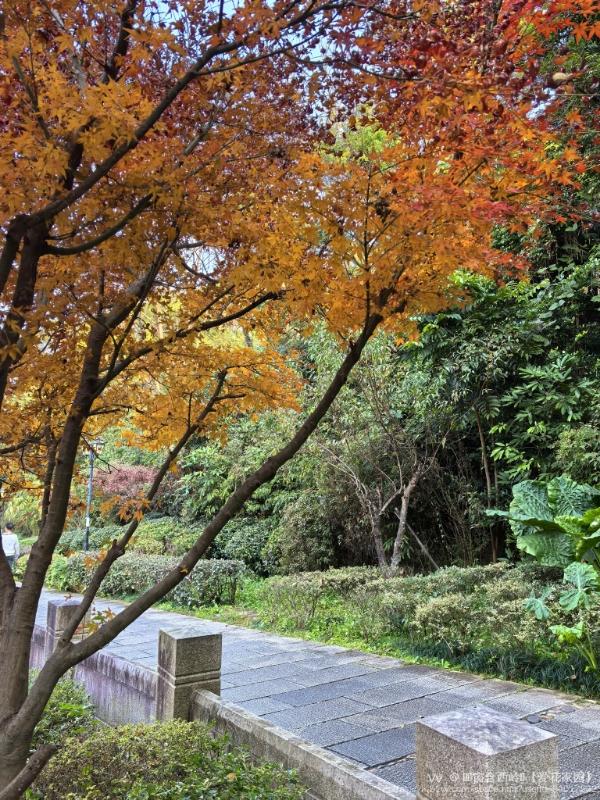 ꕥ᭄窗含西岭ꦿ【爱花家园】