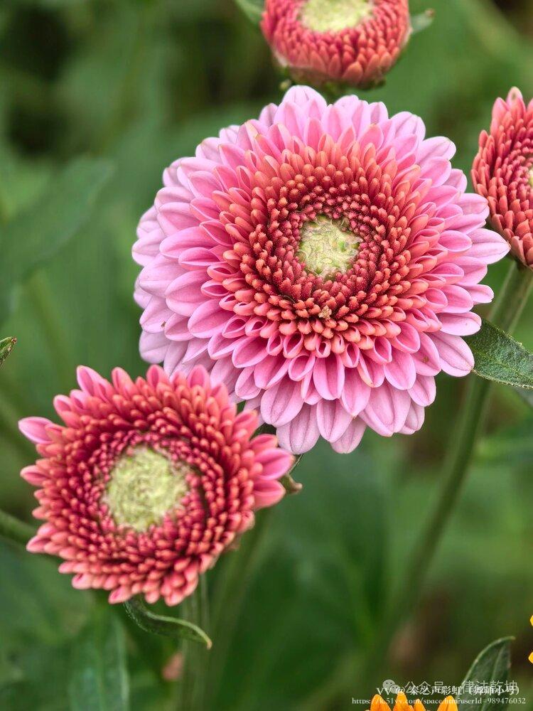 秦之声彩虹（舞师小号）