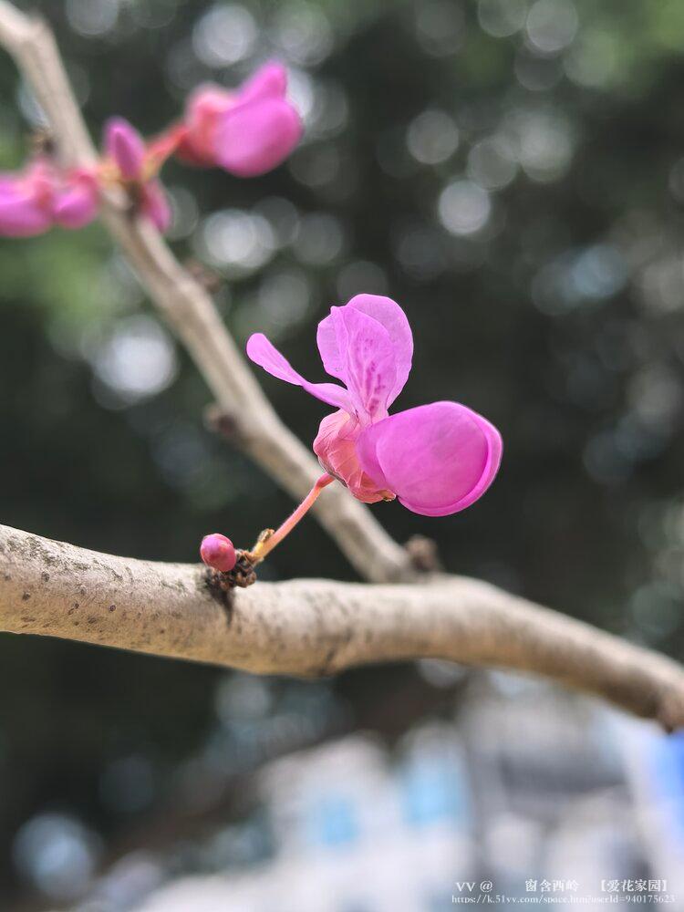 ꕥ᭄窗含西岭ꦿ【爱花家园】