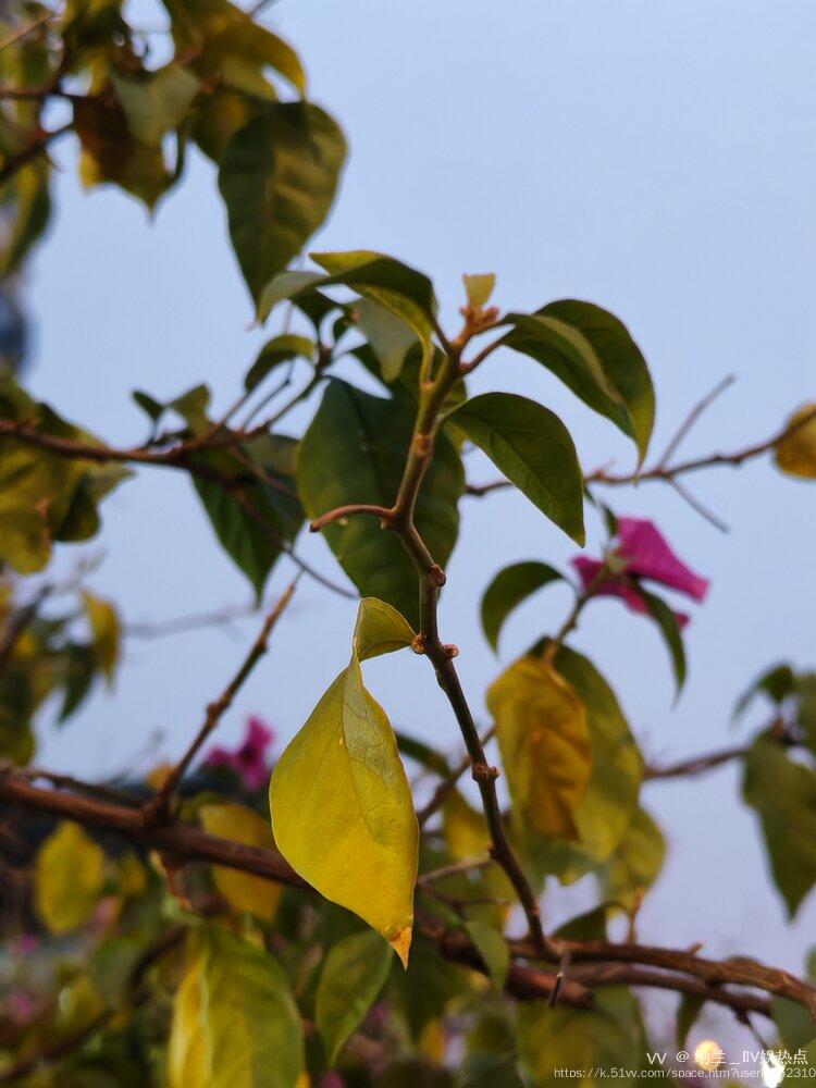 纳兰＿🎤V娱热点