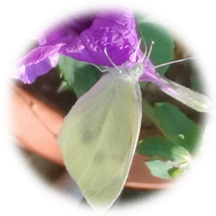 💞心✨援💞开心