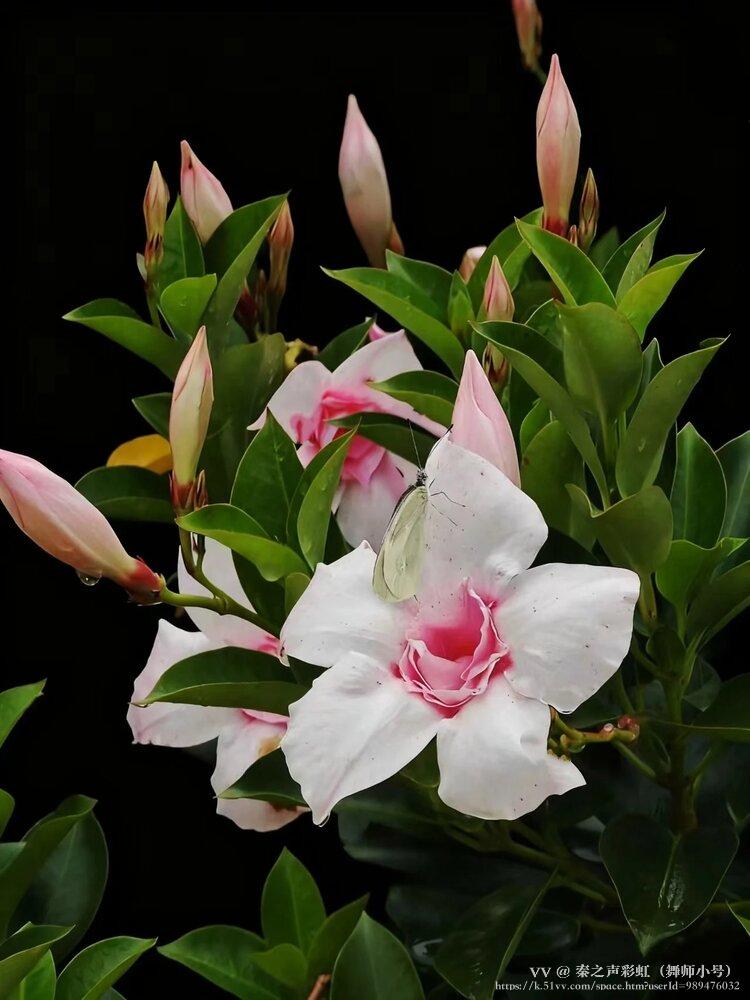 秦之声彩虹（舞师小号）