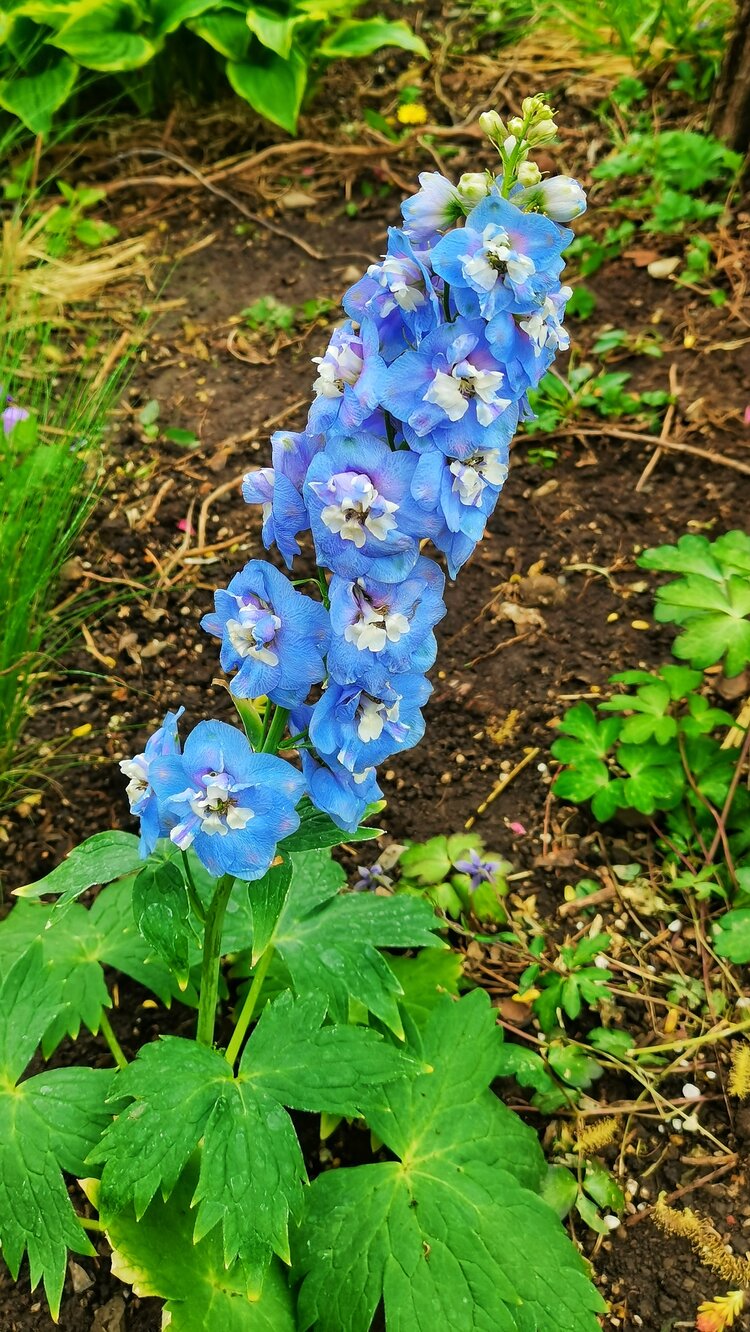 郭炳光【文声汇影】