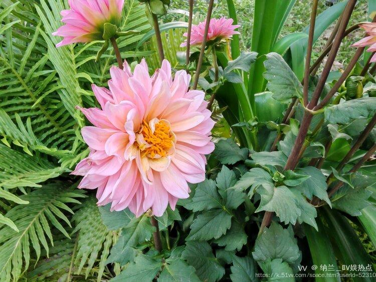 纳兰＿🎤V娱热点