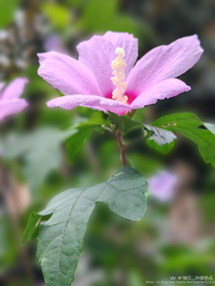 纳兰＿🎤V娱热点