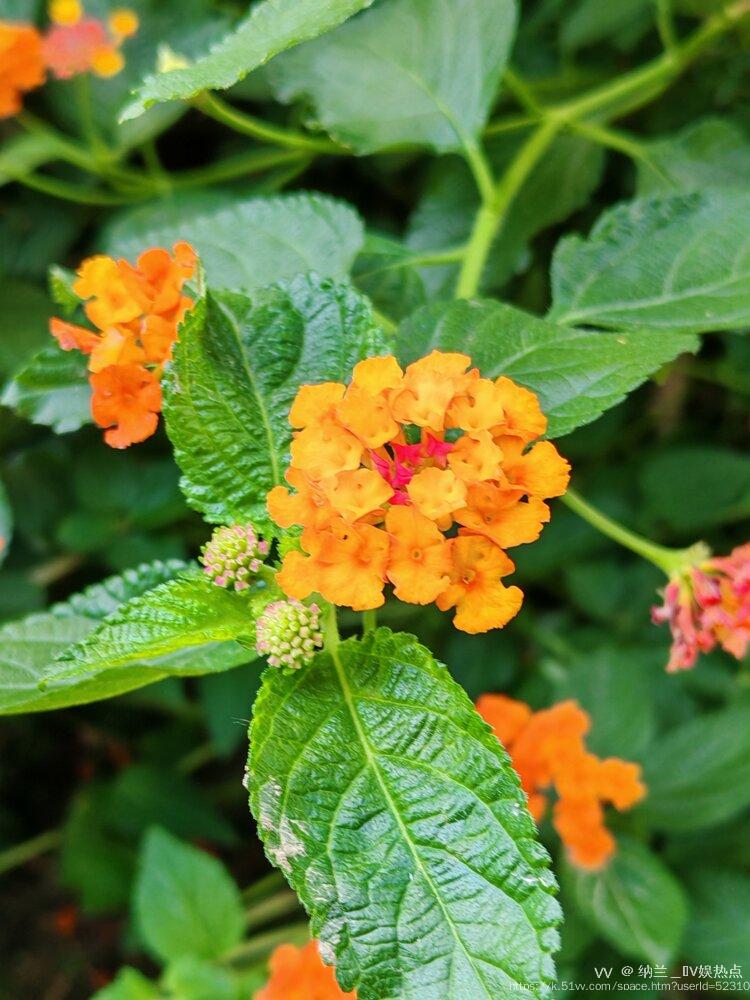 纳兰＿🎤V娱热点