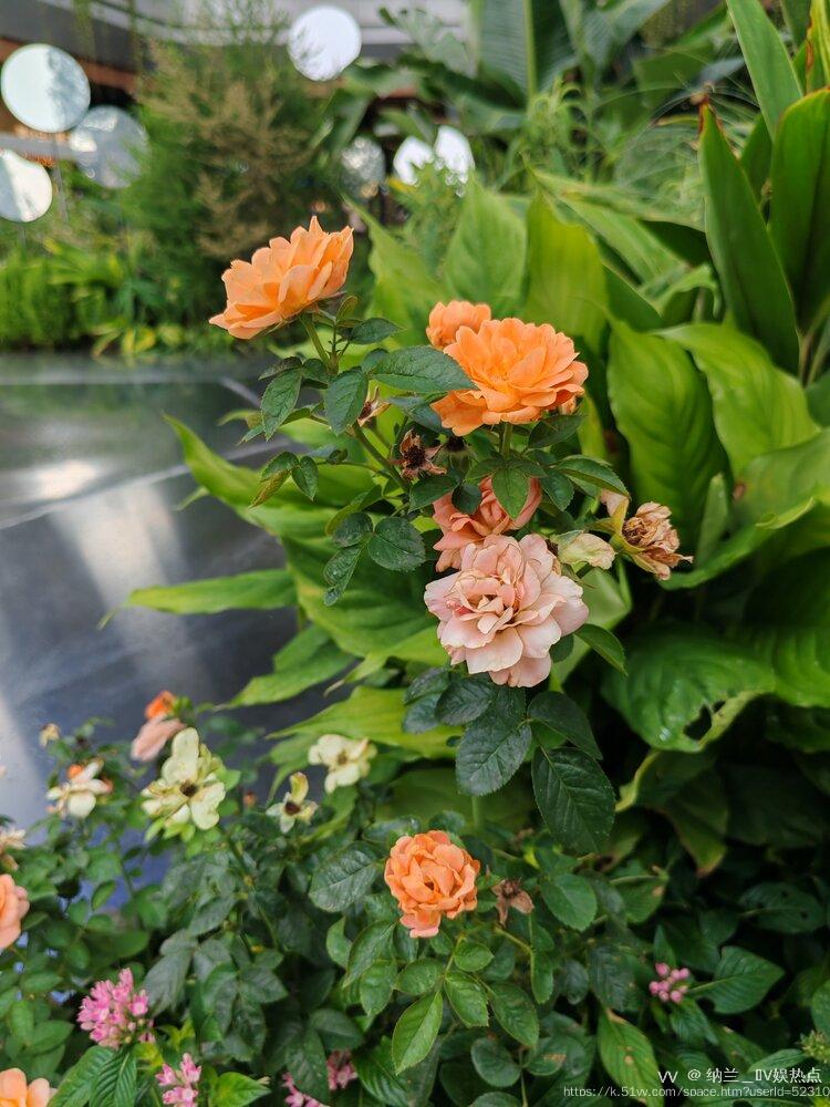 纳兰＿🎤V娱热点