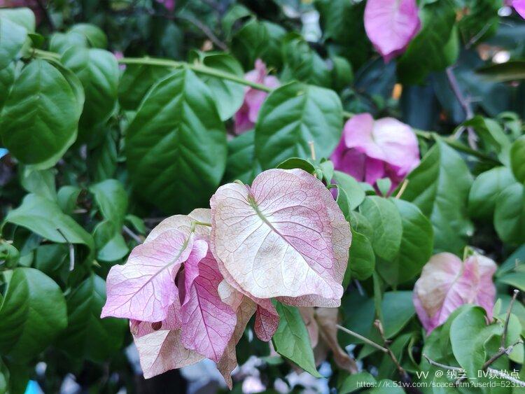 纳兰＿🎤V娱热点