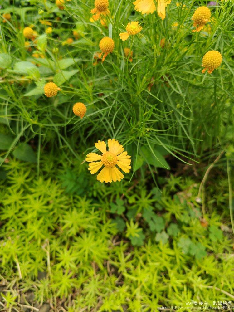 纳兰＿🎤V娱热点