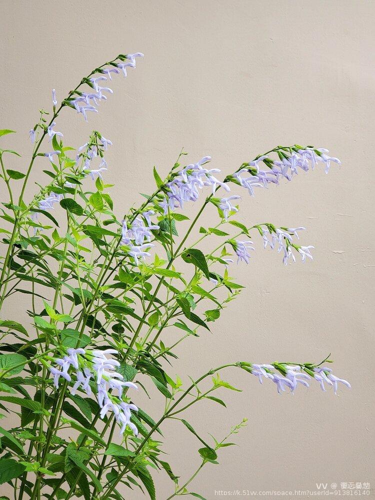 嫑忈嘦怹