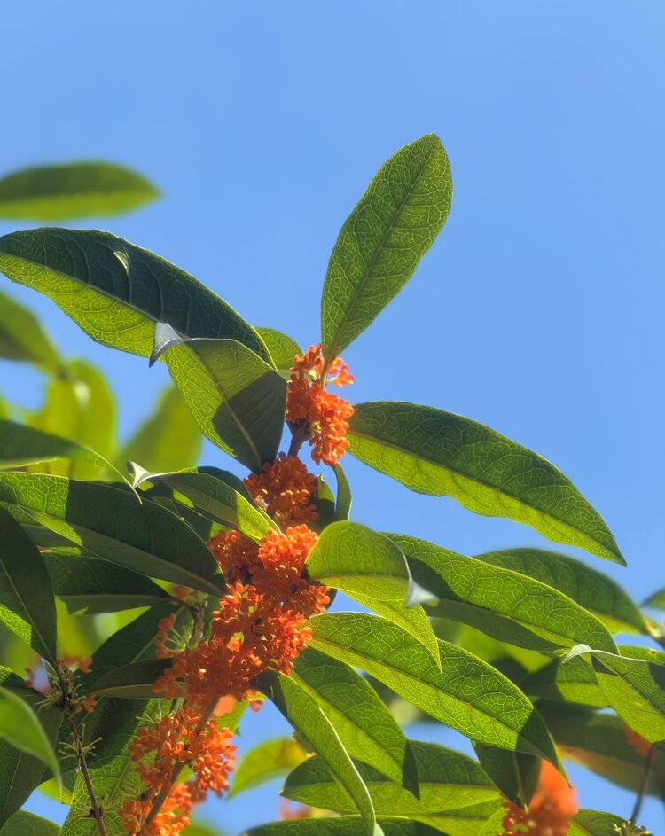 【朗诵专区】心愿