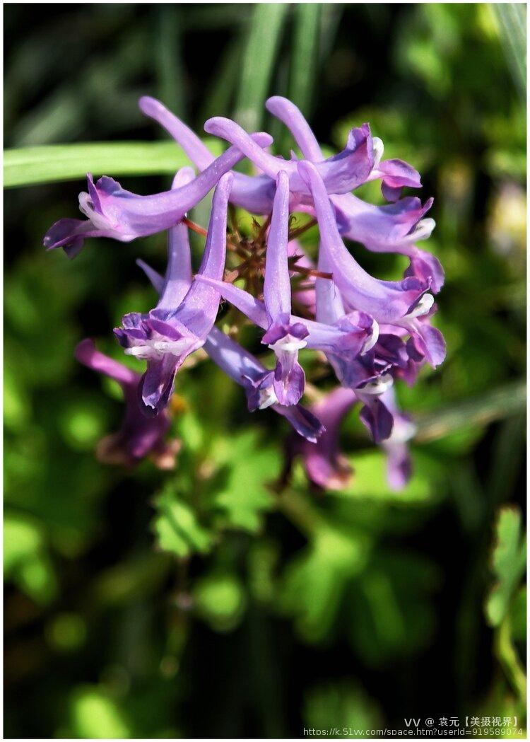 紫花鱼灯草《首发》