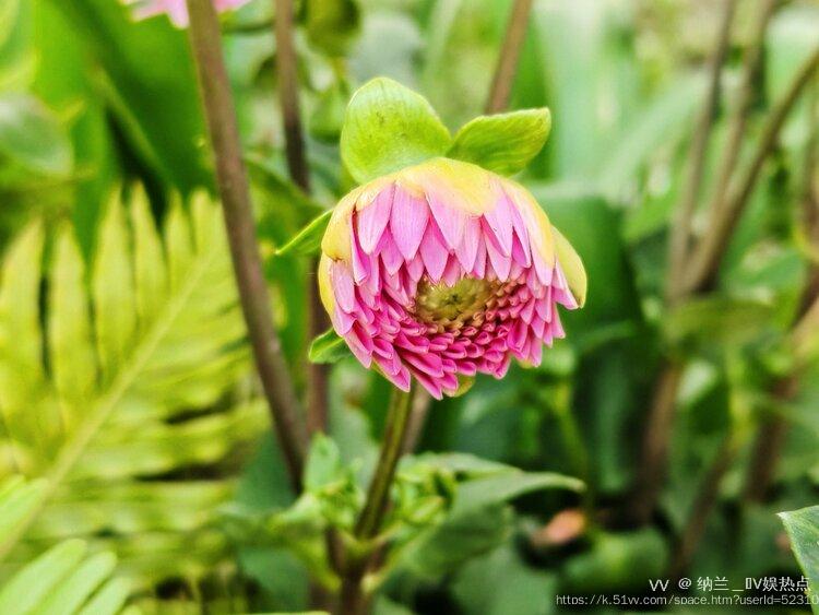 纳兰＿🎤V娱热点