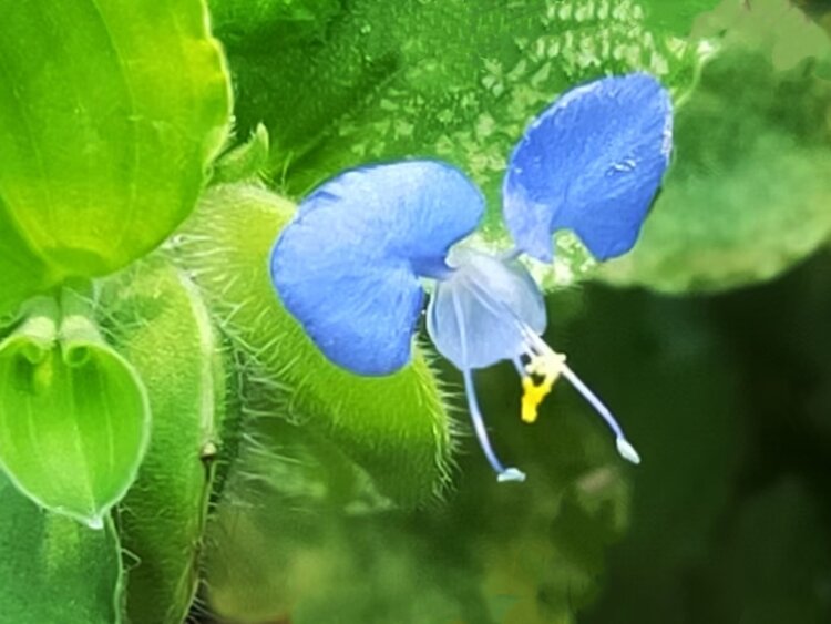 心静淡然【爱花家园】