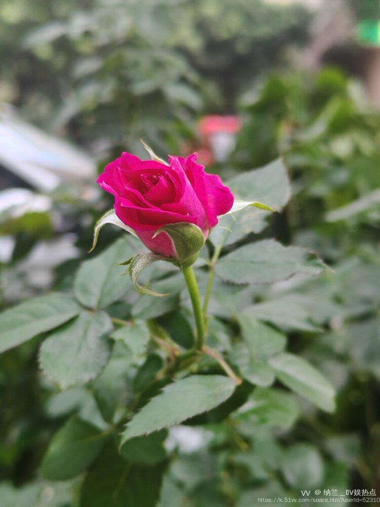 纳兰＿🎤V娱热点