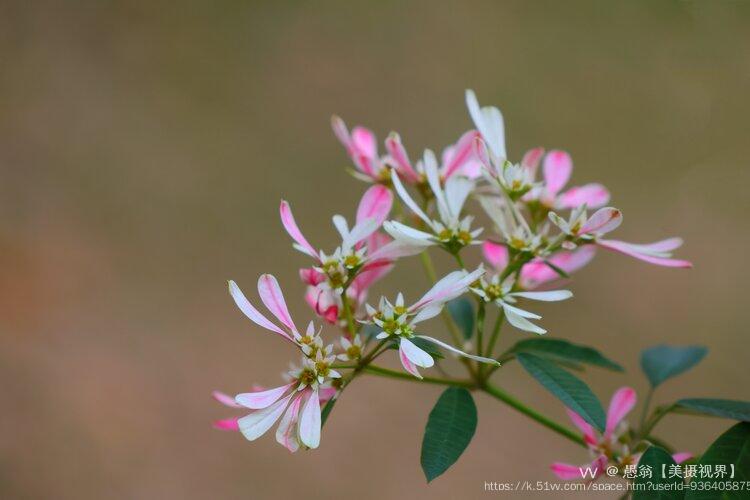 愚翁【美摄视界】