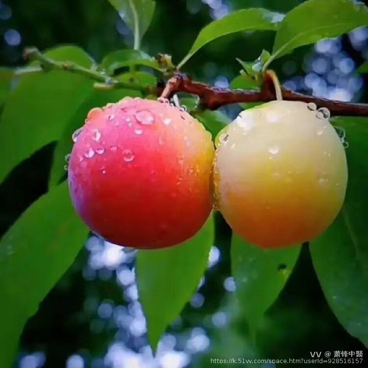 萧锋中醫