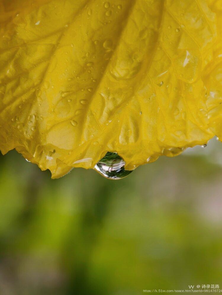 诗录花雨