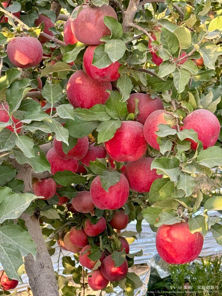 家族🌺家族招新号