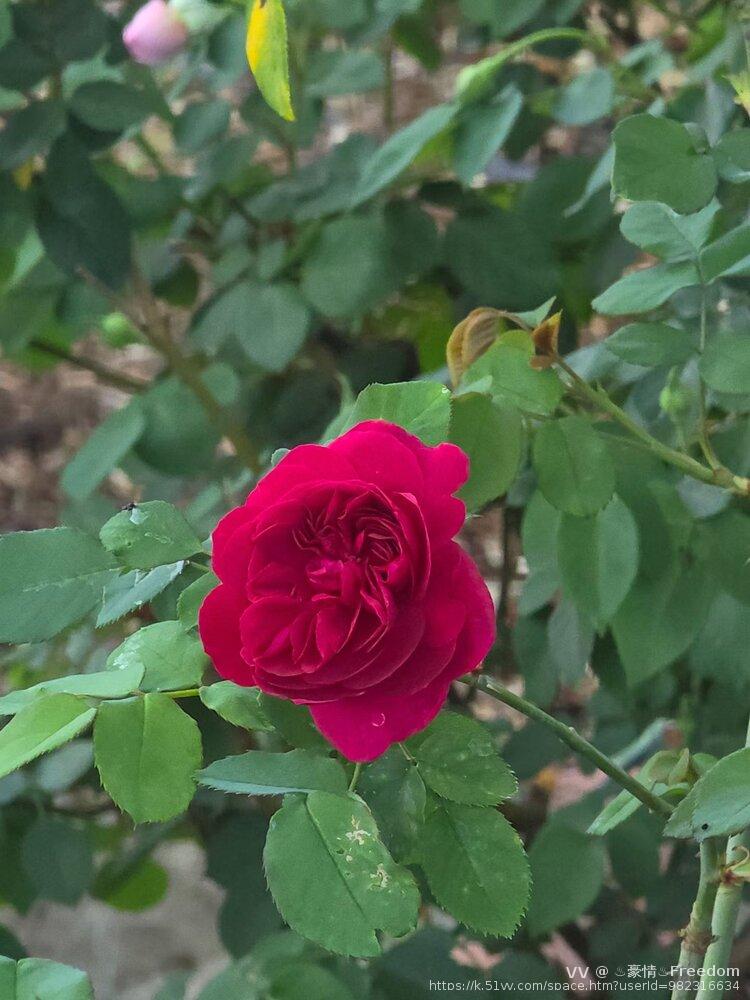 ♨️豪情♨️Freedom