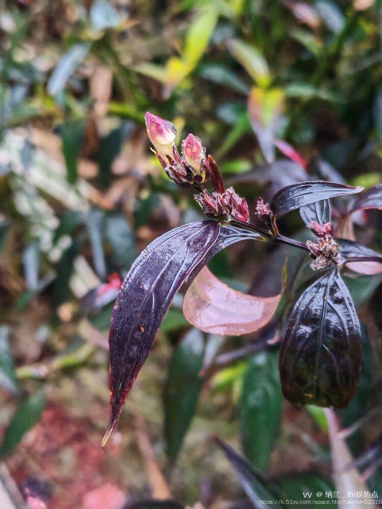 纳兰＿🎤V娱热点