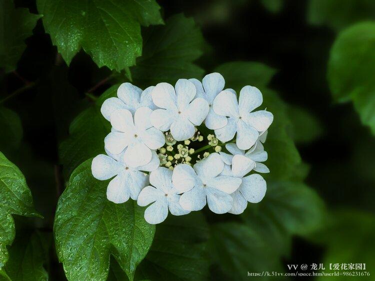 龙儿【爱花家园】