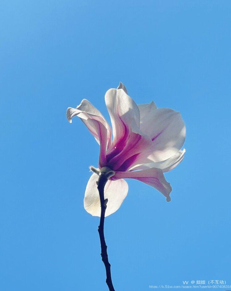 妞妞（不互动）