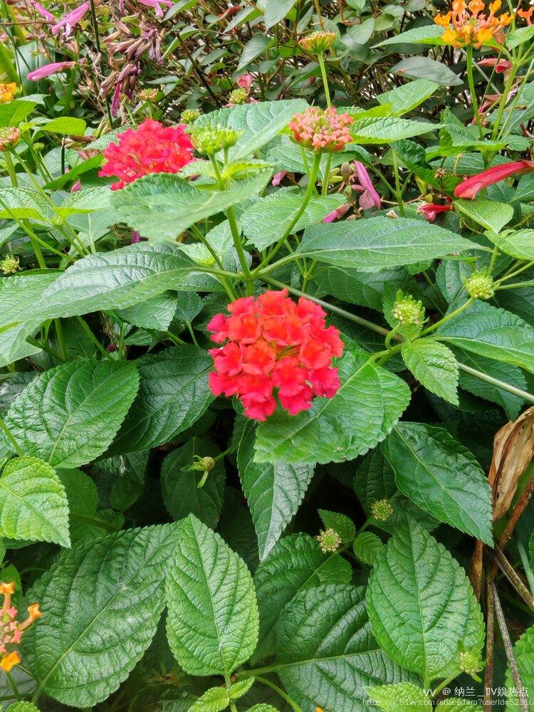 纳兰＿🎤V娱热点